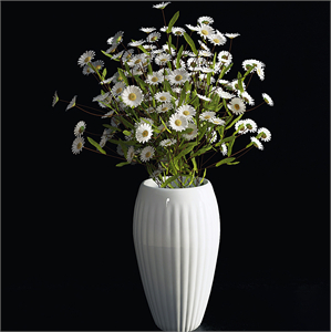 Daisies